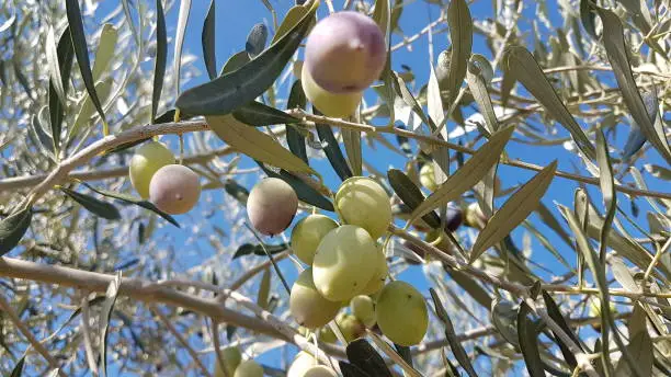 olives on the olive tree with lieaves and blue sky and holes from dacus insect on it