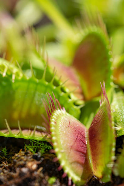 istock Close up macro Venus fly trap portrait 1429008928