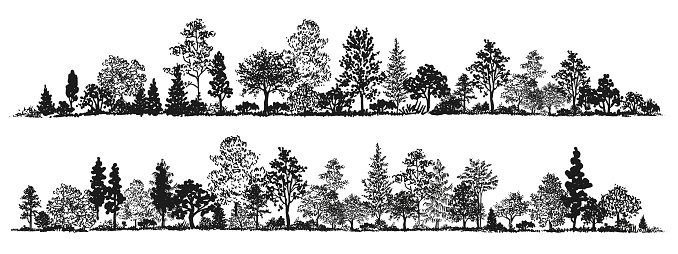 Trees sketch set. Hand drawn graphic forest