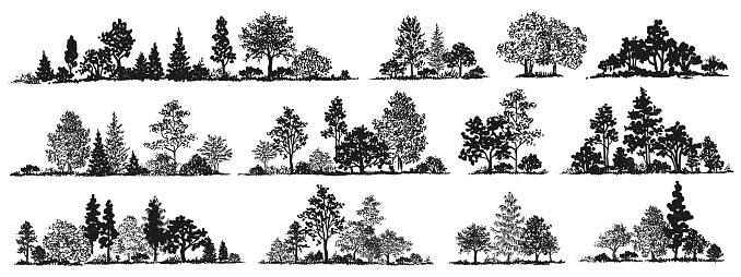 Trees sketch set. Hand drawn graphic forest