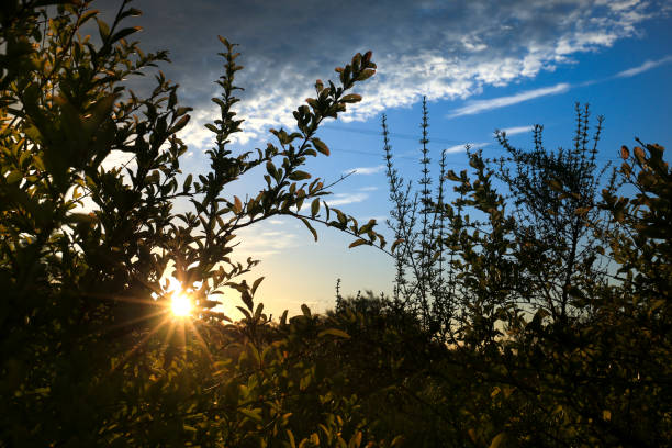 Landscape in the countryside with altocumulus clouds in the morning in Spain