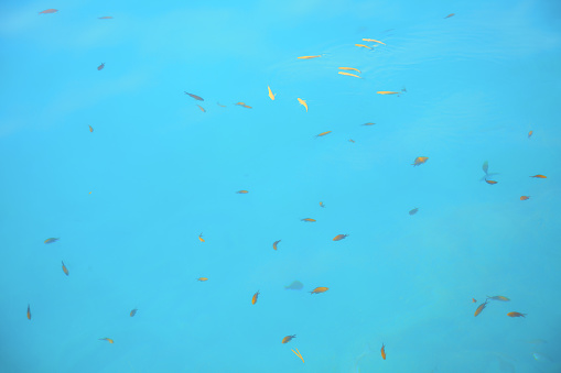 Blue transparent water with fish . Turquoise sea water background
