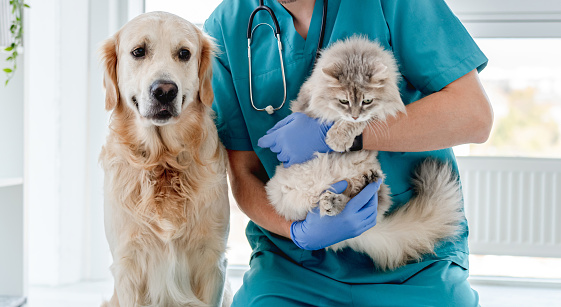 Smiling vet with golden retriever dog and fluffy cat in veterinarian clinic