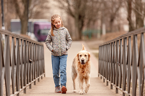 Beautiful girl kid walking with golden retriever dog on the bridge in spring time