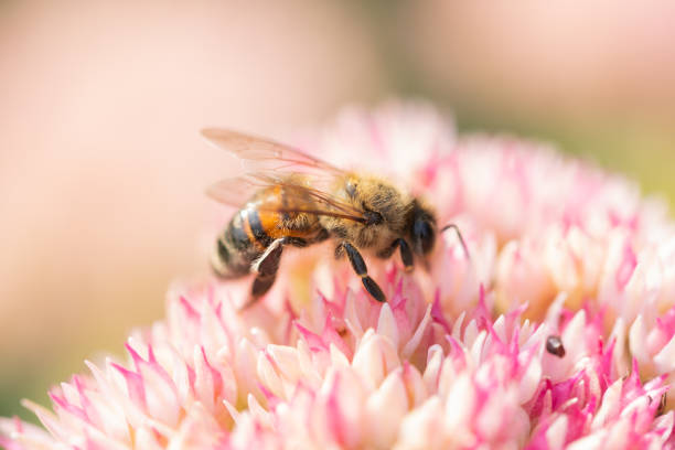 istock Honey bees collect pollen Spiraea flower. Macro shot. 1429017921