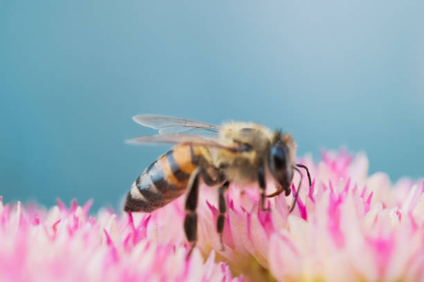 istock Honey bees collect pollen Spiraea flower. Macro shot. 1429019010