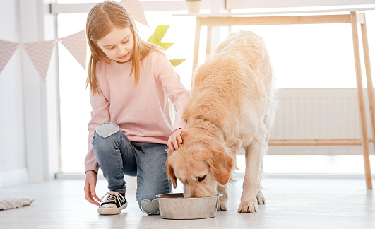 Little girl sitting on the floor and looking how golden retriever dog eating