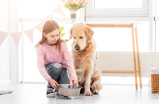 Little girl giving cute golden retriever dog metal bowl with feed in the sunny room at home