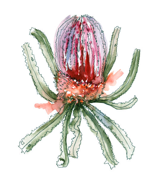 istock Australia flower sketch. flannel.Isolated on a white background. 1429020792