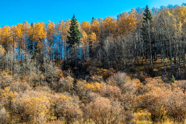 istock Fall colours in the valley. Ghost Land Use Area, Alberta, Canada 1429020842