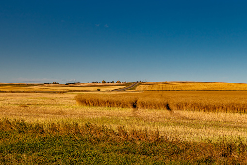 Starting to harvest hay. Kneehill County, Alberta, Canada