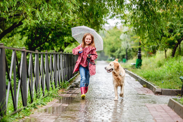 istock Little girl walking under rain with dog 1429022026