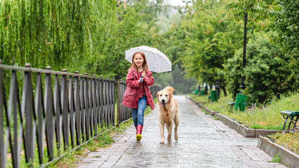 istock Little girl walking under rain with dog 1429022075