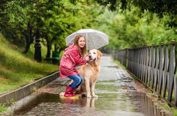 istock Little girl sharing umbrella with dog 1429022093