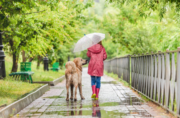 istock Little girl walking dog under rain 1429022140