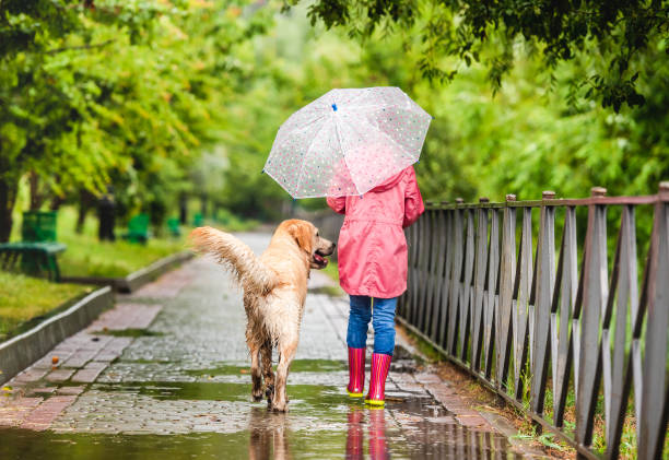 istock Little girl walking dog under rain 1429022162