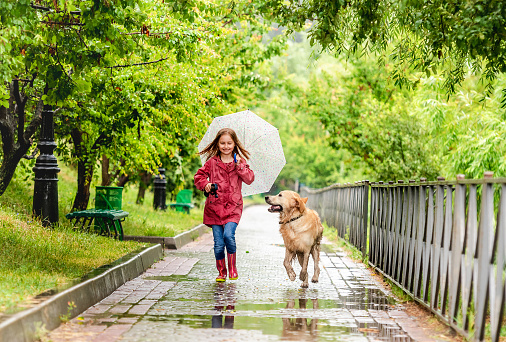 Little girl walking under rain with umbrella and golden retriever dog, panoramic orientation