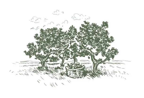 Vector illustration of Apple Orchard Sketch