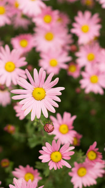 istock Argyranthemum pink flowers (silver bush flower) 4 1429027074