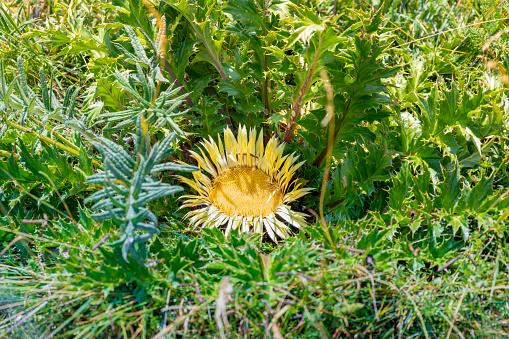 Carlina acaulis (stemless carline thistle, dwarf carline thistle, silver thistle) is a perennial dicotyledonous flowering plant in the family Asteraceae.\n\nUsed in some regions as amulet or good luck charm hanging it on  doors.