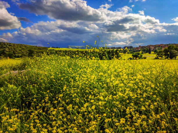 istock Beautiful clouds in the sky with the wheat field 1429028045