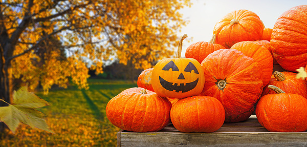 Pumpkins - Fall Season