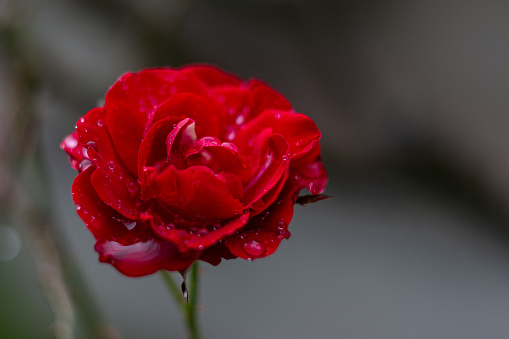 Red tea rose in raindrops on a blurred natural background