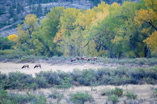Elk emerging from autumn forest of gold colors in northern Montana at Charles M. Lewis Wildlife Refuge.