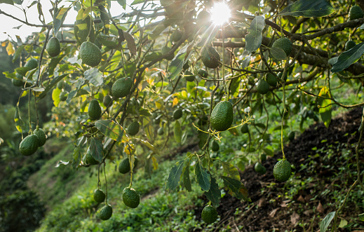 photo of organic avocado crop with fruit for harvesting