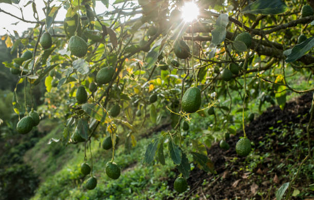 organic avocado cultivation. photo of organic avocado crop with fruit for harvesting hass avocado stock pictures, royalty-free photos & images