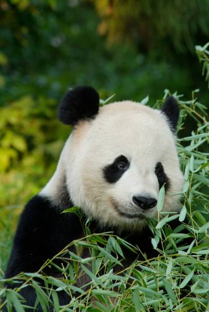 森の中のジャイアントパンダ - panda giant panda china eating ストックフォトと画像