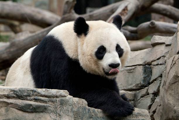 istock Giant panda in forest 1429035960