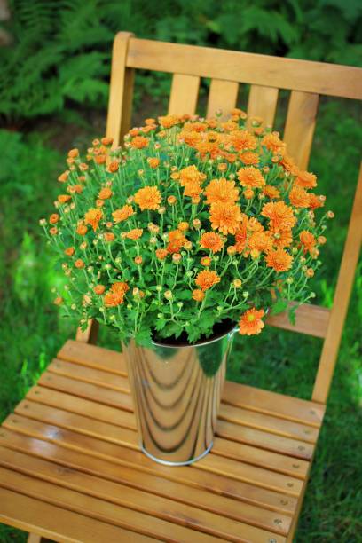 istock Flowers in pot on chair 1429035998