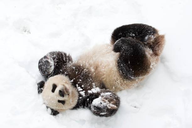 40+ Giant Panda Snow Stock Photos and Royalty-Free Pictures - iStock