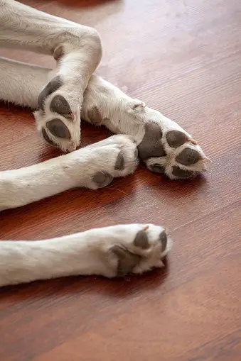 Paw Pictures Download Free Images on Unsplash Paw Pictures Download Free Images on Unsplash