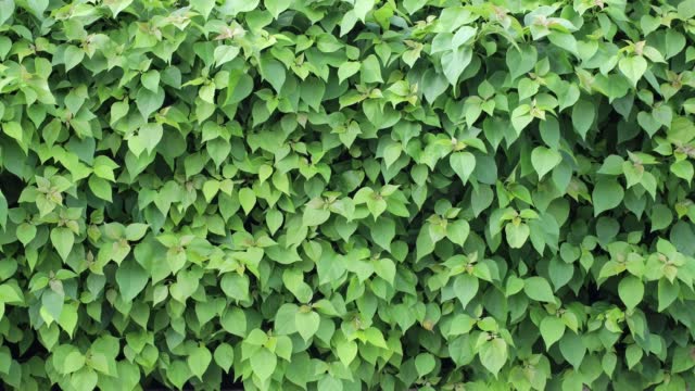 A close-up view against the background of a wall of lush green foliage.