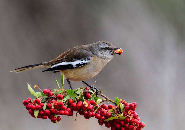 istock Patagonian Mockingbird, 1429039847