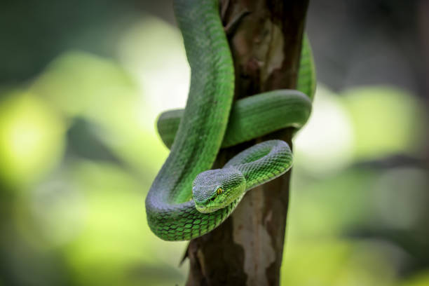 istock Close up photo of a Green Pit viper (Trimeresurus macrops). 1429042102