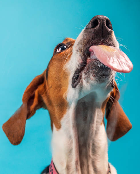 istock Lucea loves peanut butter 1429043638