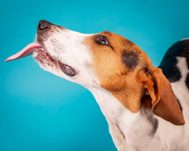 istock Lucea loves peanut butter 1429043639