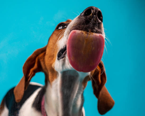 istock Lucea loves peanut butter 1429043646