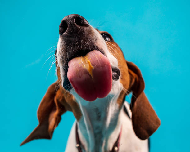 istock Lucea loves peanut butter 1429043647