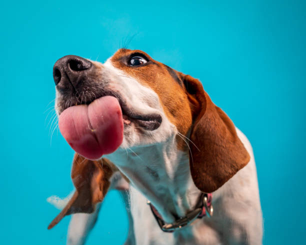 Lucea loves peanut butter Coonhound dog with tongue out licking peanut butter. licking nose stock pictures, royalty-free photos & images