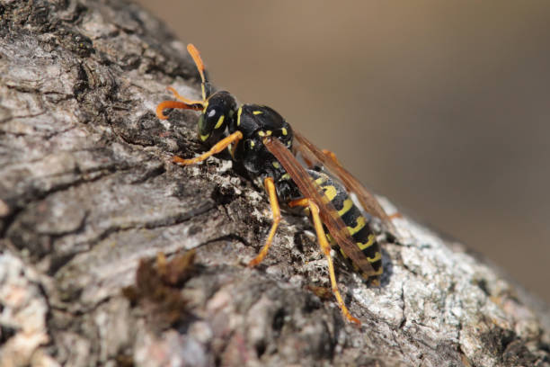istock Poliste gaulois (Polistes dominula) 1429043682