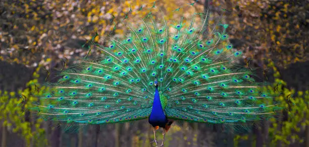 Photo of walking blue peacock with a loose tail in the background of the park