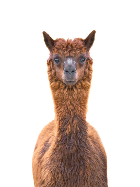 istock portrait alpaka (vicugna pacos) isolated on white 1429044364