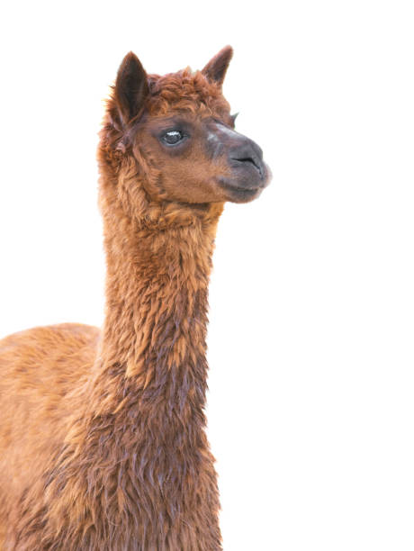 istock portrait alpaka (vicugna pacos) isolated on white 1429044534