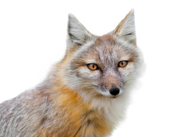 istock portrait corsac fox isolated on white 1429044635