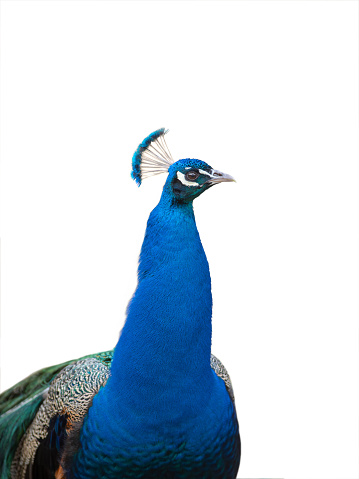 blue peacock portrait isolated on white background
