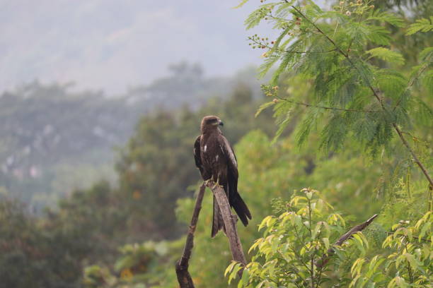 An Indian Black Kite looking sideways, perched on a dry tree branch among green trees around. An Indian Black Kite looking sideways, perched on a dry tree branch among green trees around. It is also called Milvus Migrans, a common variety in India milvus migrans stock pictures, royalty-free photos & images
